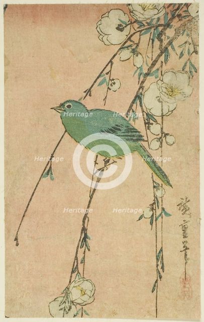 Japanese white-eye and weeping cherry, c. 1830s. Creator: Ando Hiroshige.