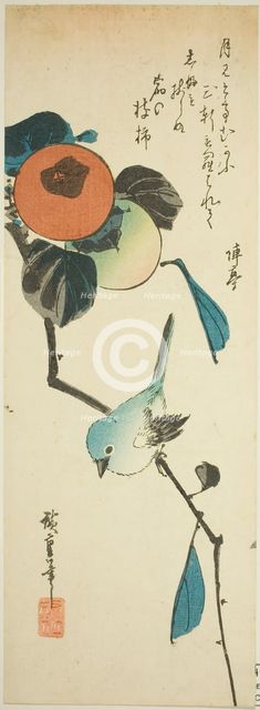 Japanese white-eye and persimmons, 1830s. Creator: Ando Hiroshige.