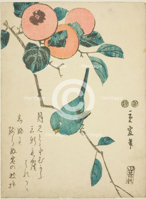 Japanese white-eye and persimmons, c. 1847/52. Creator: Utagawa Hiroshige II.