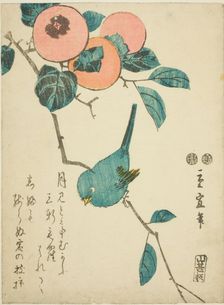 Japanese white-eye and persimmons, c. 1847/52. Creator: Utagawa Hiroshige II