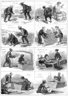 Japanese tea production, 1874