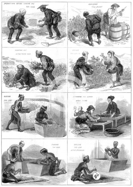 Japanese tea production, 1874. Artist: Unknown