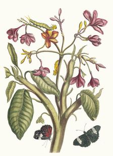 Jasmin des Indes. From the Book Metamorphosis insectorum Surinamensium, 1705. Creator: Merian, Maria Sibylla (1647-1717)