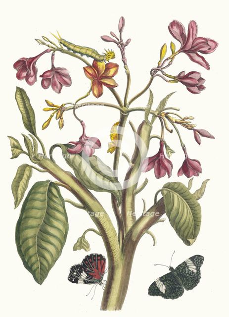 Jasmin des Indes. From the Book Metamorphosis insectorum Surinamensium, 1705. Creator: Merian, Maria Sibylla (1647-1717).