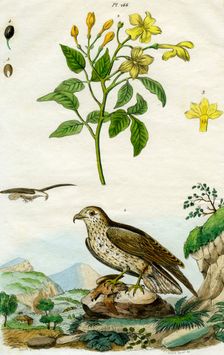 Jasmine and Short-toed Eagle, 18th or 19th century(?).Artist: Pedretti