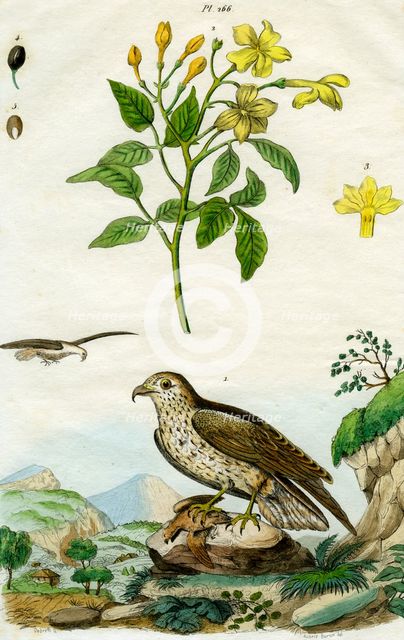 Jasmine and Short-toed Eagle, 18th or 19th century(?).Artist: Pedretti