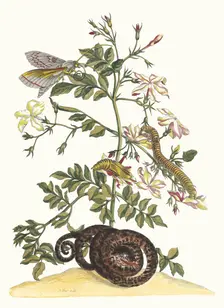Jasminum grandiflorum. From the Book Metamorphosis insectorum Surinamensium, 1705. Creator: Merian, Maria Sibylla (1647-1717)
