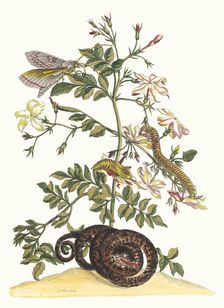 Jasminum grandiflorum. From the Book Metamorphosis insectorum Surinamensium, 1705. Creator: Merian, Maria Sibylla (1647-1717)