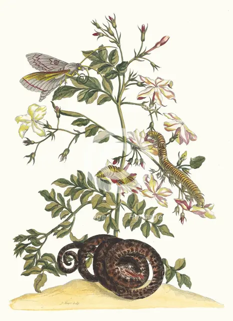 Jasminum grandiflorum. From the Book Metamorphosis insectorum Surinamensium, 1705. Creator: Merian, Maria Sibylla (1647-1717).
