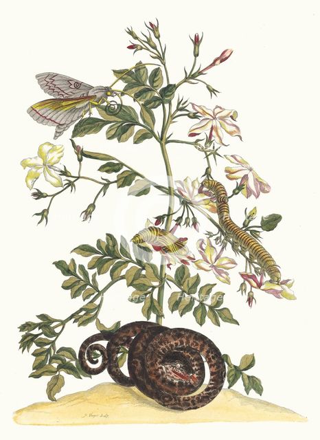 Jasminum grandiflorum. From the Book Metamorphosis insectorum Surinamensium, 1705. Creator: Merian, Maria Sibylla (1647-1717).