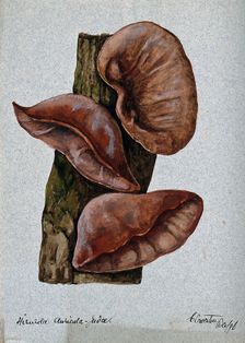 Jew's ear fungus (Hirneola auricula-judae): three fruiting bodies on wood, 1896. Creator: Unknown