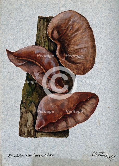 Jew's ear fungus (Hirneola auricula-judae): three fruiting bodies on wood, 1896. Creator: Unknown.