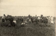 Jewish Pedagogical College and Agricultural School - At field work/Harvest, Minsk, 1922-1923. Creator: Unknown