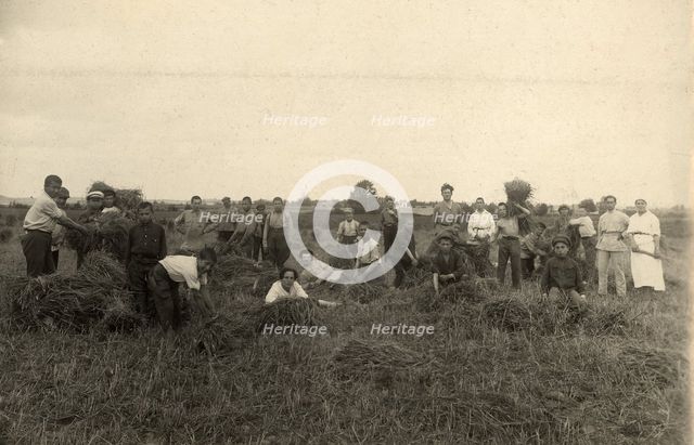 Jewish Pedagogical College and Agricultural School - At field work/Harvest, Minsk, 1922-1923. Creator: Unknown.