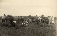 Jewish Pedagogical College and Agricultural School - At field work/Harvest, Minsk, 1922-1923. Creator: Unknown