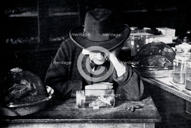 Jean-Henri Fabre, French entomologist, c early 20th century. Artist: Unknown