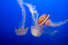 Jellyfish, Monterey Bay Aquarium, Monterey, California, USA, 2022. Creator: Ethel Davies