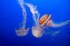 Jellyfish, Monterey Bay Aquarium, Monterey, California, USA, 2022. Creator: Ethel Davies