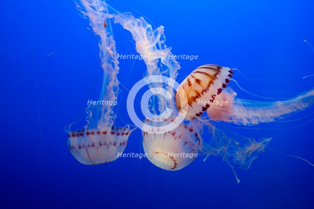 Jellyfish, Monterey Bay Aquarium, Monterey, California, USA, 2022. Creator: Ethel Davies.