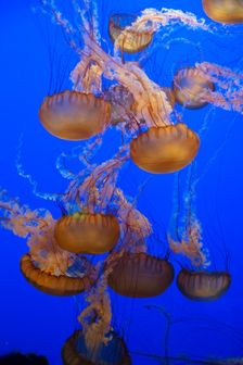 Jellyfish, Monterey Bay Aquarium, Monterey, California, USA, 2022. Creator: Ethel Davies