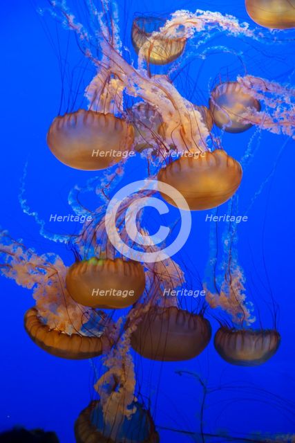 Jellyfish, Monterey Bay Aquarium, Monterey, California, USA, 2022. Creator: Ethel Davies.