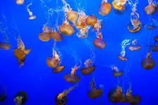 Jellyfish, Monterey Bay Aquarium, Monterey, California, USA, 2022. Creator: Ethel Davies