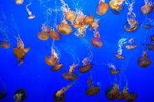 Jellyfish, Monterey Bay Aquarium, Monterey, California, USA, 2022. Creator: Ethel Davies
