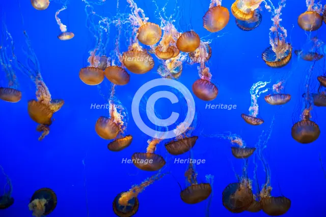 Jellyfish, Monterey Bay Aquarium, Monterey, California, USA, 2022. Creator: Ethel Davies.