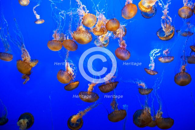 Jellyfish, Monterey Bay Aquarium, Monterey, California, USA, 2022. Creator: Ethel Davies.