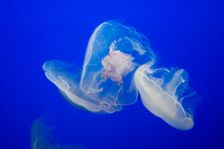 Jellyfish, Monterey Bay Aquarium, Monterey, California, USA, 2022. Creator: Ethel Davies