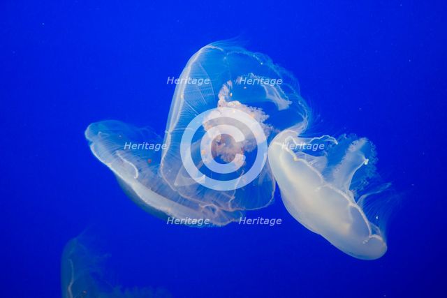 Jellyfish, Monterey Bay Aquarium, Monterey, California, USA, 2022. Creator: Ethel Davies.