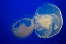 Jellyfish, Monterey Bay Aquarium, Monterey, California, USA, 2022. Creator: Ethel Davies