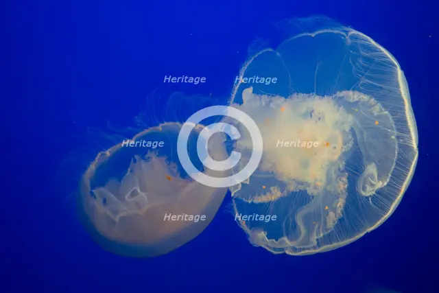 Jellyfish, Monterey Bay Aquarium, Monterey, California, USA, 2022. Creator: Ethel Davies.
