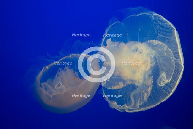 Jellyfish, Monterey Bay Aquarium, Monterey, California, USA, 2022. Creator: Ethel Davies.