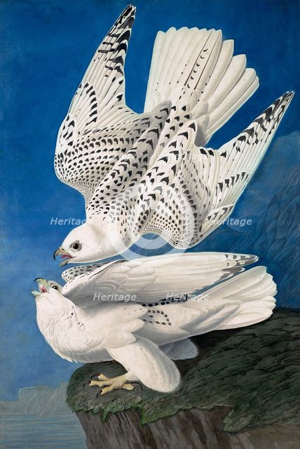 Jer or Iceland Falcon, Falco Islandicus, 1845.