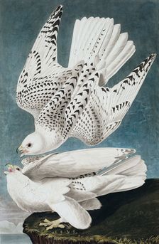 Jer or Iceland Falcon, Falco Islandicus, 1845