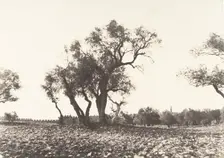 Jérusalem, Chemin de Naplouse, 1854. Creator: Auguste Salzmann