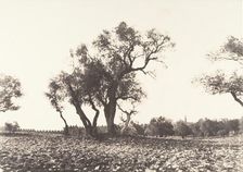 Jérusalem, Chemin de Naplouse, 1854. Creator: Auguste Salzmann