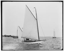 Jester, between 1891 and 1899. Creator: Unknown