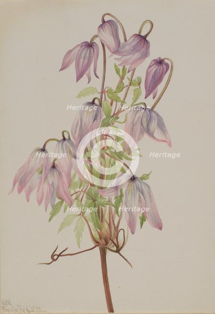 Jicarilla (Clematis pseudoalpina), 1933. Creator: Mary Vaux Walcott.