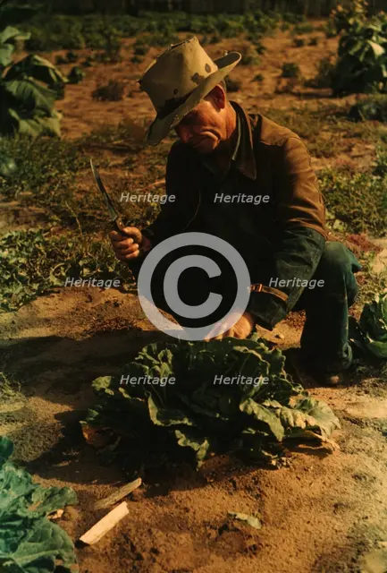 Jim Norris, homesteader, cutting a head of cabbage, Pie Town, New Mexico, 1940. Creator: Russell Lee.