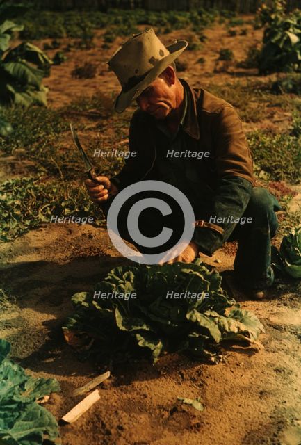 Jim Norris, homesteader, cutting a head of cabbage, Pie Town, New Mexico, 1940. Creator: Russell Lee.