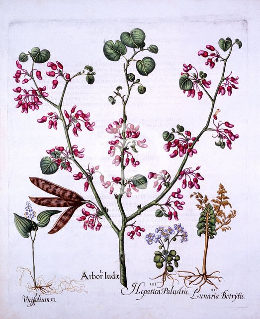 Judas Tree, May Lily, Moonwort, Liverwort, from 'Hortus Eystettensis', by Basil Besler (1561-1629), 