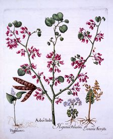 Judas Tree, May Lily, Moonwort, Liverwort, from Hortus Eystettensis by Basil Besler (1561-1629)