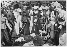 Judging cats at the Royal Botanic Gardens show, Kew, London, c1900 (1901)