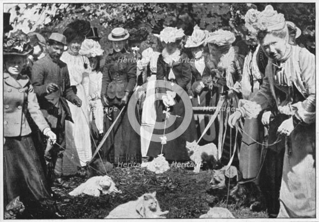 Judging cats at the Royal Botanic Gardens show, Kew, London, c1900 (1901). Artist: Unknown.