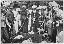 Judging cats at the Royal Botanic Gardens show, Kew, London, c1900 (1901)