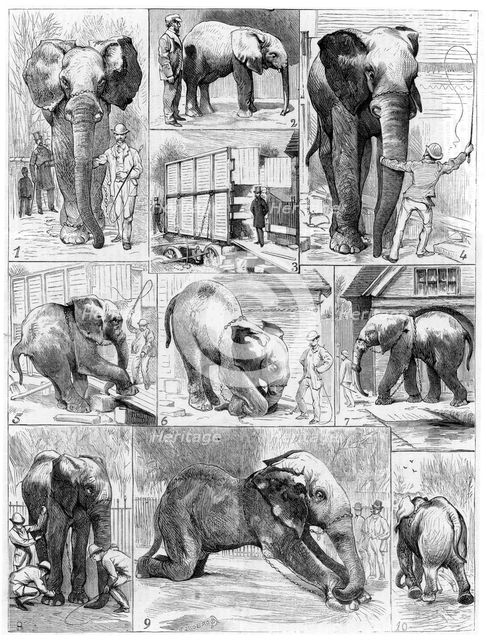Jumbo the African elephant, 1882. Artist: Unknown