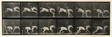 Jumping a hurdle, 1872-1885. Creator: Eadweard J Muybridge