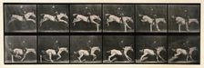 Jumping a hurdle, 1872-1885. Creator: Eadweard J Muybridge